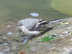 Motacilla cinerea