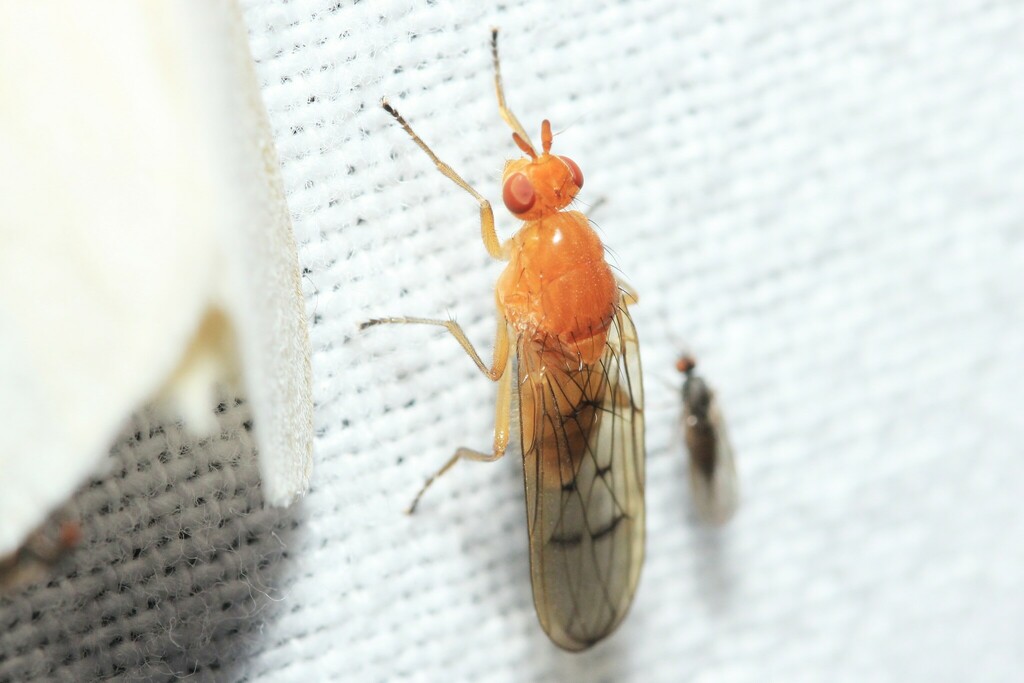 Dryope decrepita