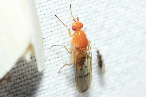 Dryope decrepita
