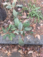 Verbascum thapsus