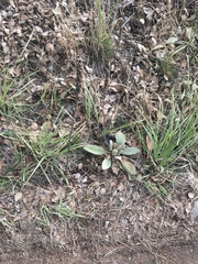 Verbascum thapsus