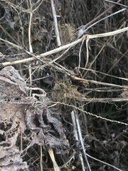 Sicyos angulatus