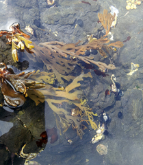 Xiphophora chondrophylla