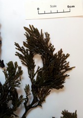 Xiphophora chondrophylla