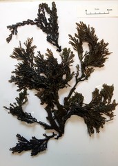 Xiphophora chondrophylla