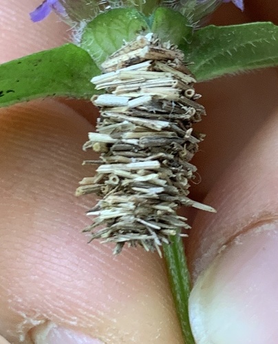 vreckovcovité (Psychidae)
