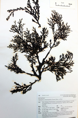 Xiphophora chondrophylla