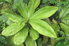 Costus amazonicus