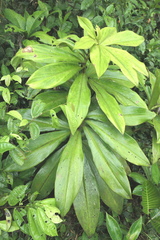 Costus amazonicus