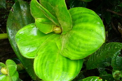 Costus amazonicus