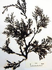 Xiphophora chondrophylla