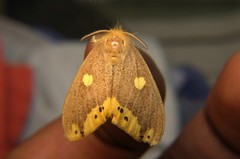 Euproctis quadrangularis