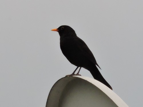 drozd čierny (Turdus merula)
