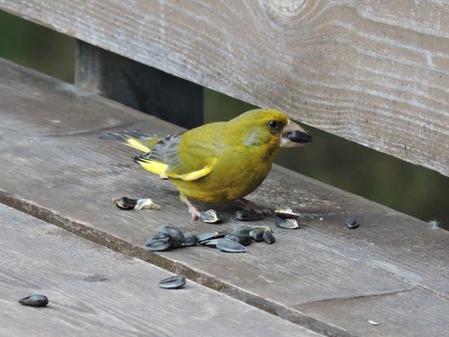 zelienka obyčajná (Chloris chloris)