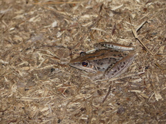 Litoria nasuta