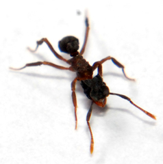 Cyphomyrmex rimosus