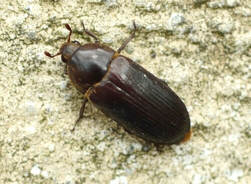 Dermestes bicolor