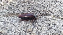 Sternocera