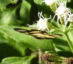 Baeotis zonata zonata