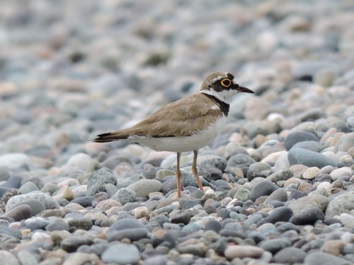 kulík riečny (Thinornis dubius)