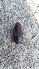 Sternocera
