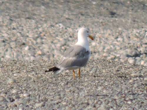 Galeb klaukavac (Larus michahellis)