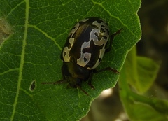 Calligrapha intermedia