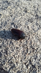 Sternocera