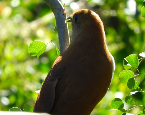 Mexican Squirrel Cuckoo (Piaya mexicana), photo 4