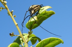 Sphaenothecus trilineatus