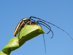 Sphaenothecus trilineatus
