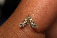 Diasemiopsis ramburialis