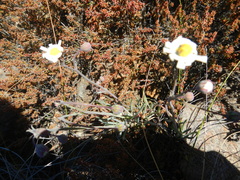 Crassothonna protecta
