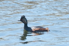 Podiceps nigricollis