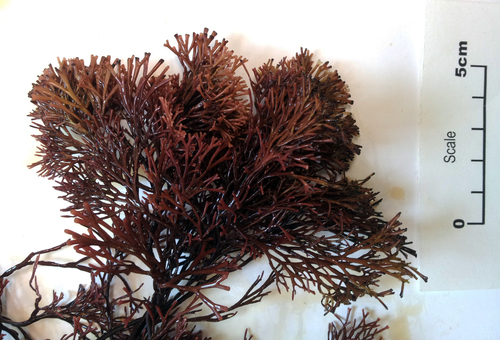 Melanthalia