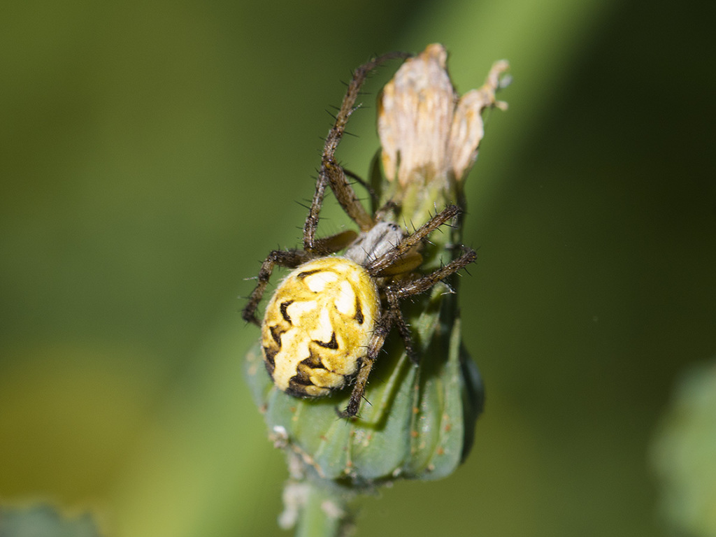 Bordered Orbweaver