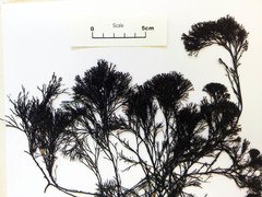 Melanthalia abscissa