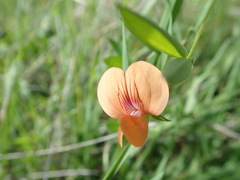 Lathyrus blepharicarpos