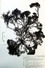Melanthalia abscissa