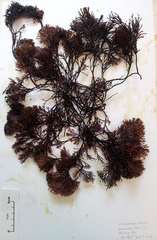 Melanthalia abscissa