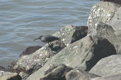 Butorides striata