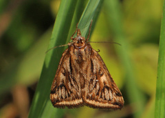 Loxostege cereralis