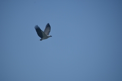 Haliaeetus leucogaster