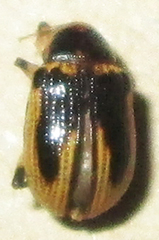 Afroeurydemus nubiensis