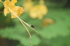 Tetragonilla collina