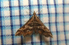 Diasemia accalis