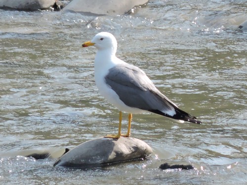 სომხური თოლია (Larus armenicus)