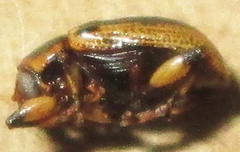 Afroeurydemus nubiensis