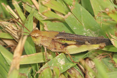 Chortophaga australior