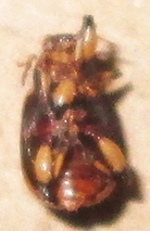 Afroeurydemus nubiensis